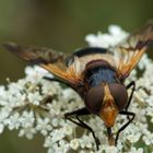 Gemeine Waldschwebfliege 3/3