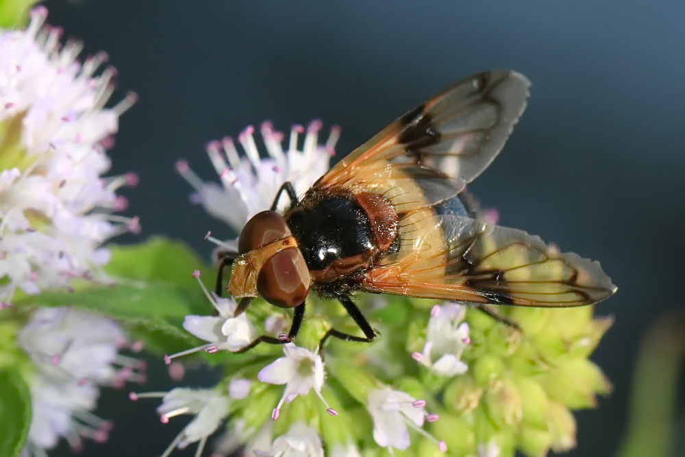 Gemeine Waldschwebfliege