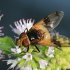 Gemeine Waldschwebfliege