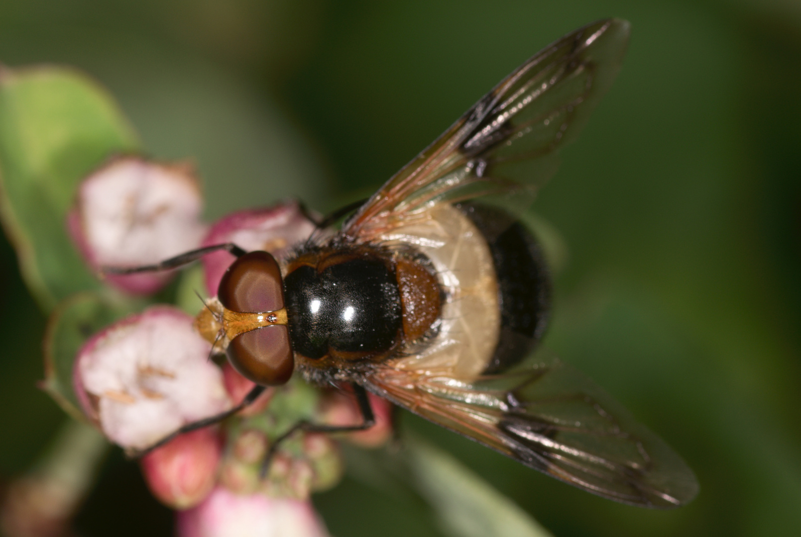 Gemeine Waldschwebfliege