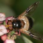 Gemeine Waldschwebfliege