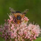 Gemeine Waldschwebfliege