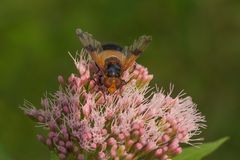 Gemeine Waldschwebfliege