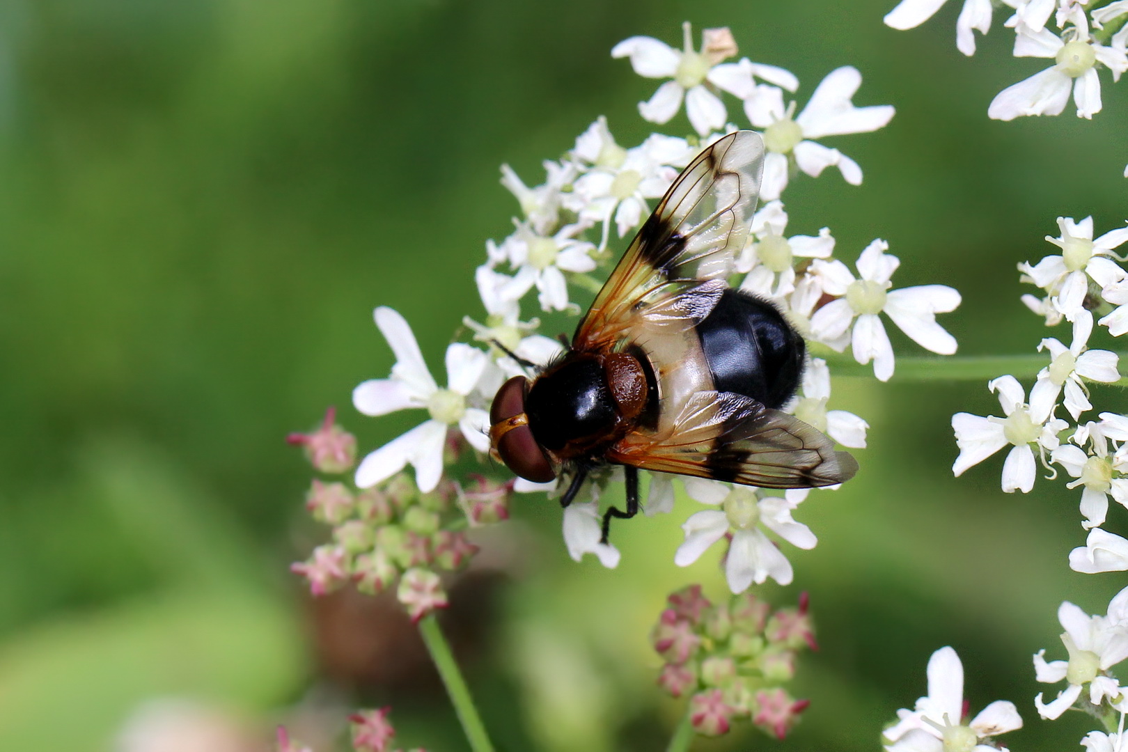 Gemeine Waldschwebfliege