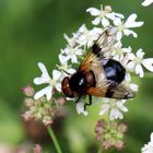 Gemeine Waldschwebfliege