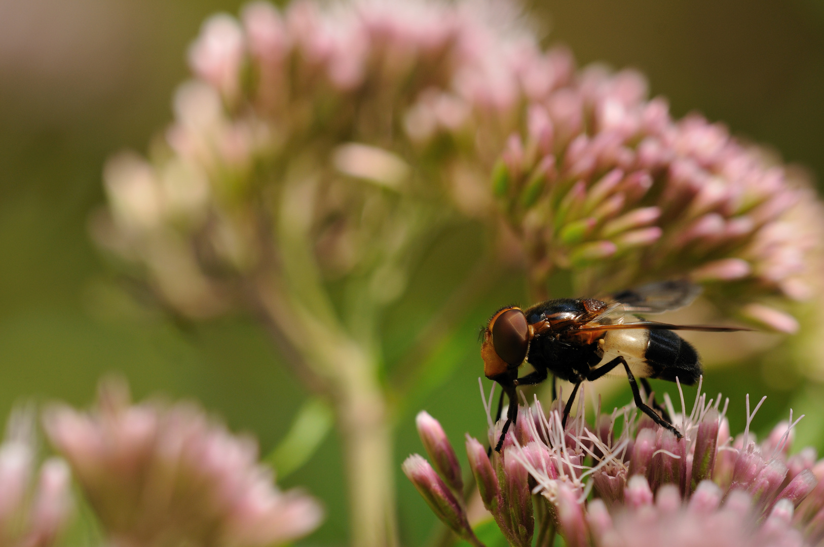 Gemeine Waldschwebfliege