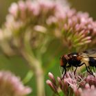 Gemeine Waldschwebfliege