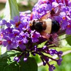 Gemeine Waldschwebfliege