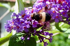 Gemeine Waldschwebfliege