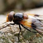 gemeine Waldschwebfliege