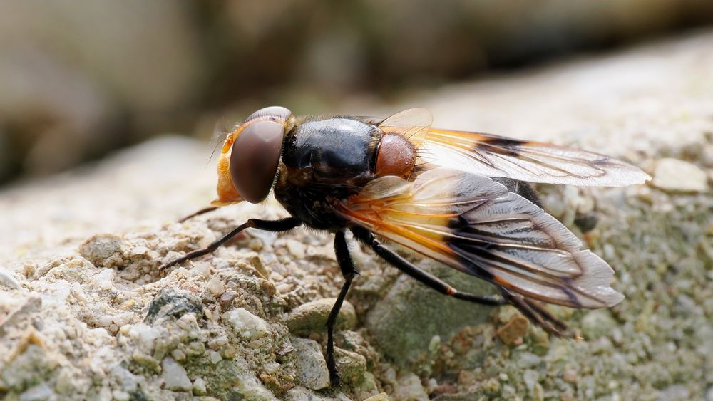 gemeine Waldschwebfliege