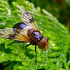 ... Gemeine Waldschwebfliege ...