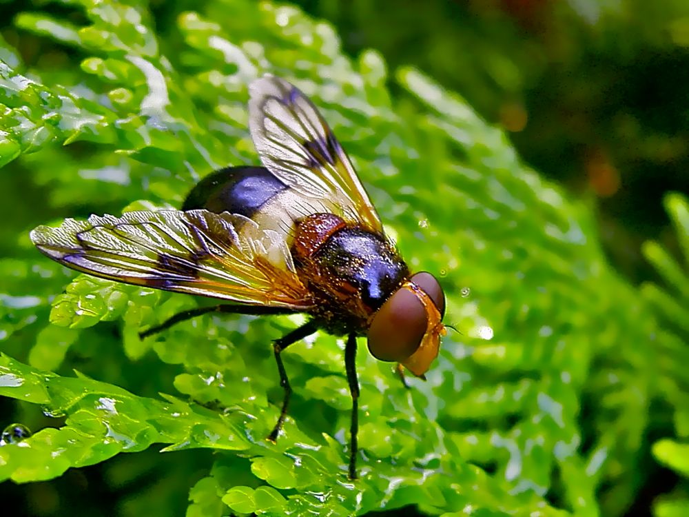 ... Gemeine Waldschwebfliege ...