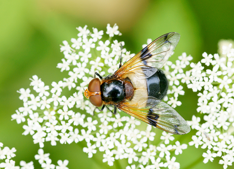 Gemeine Waldschwebfliege