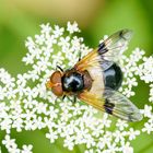 Gemeine Waldschwebfliege