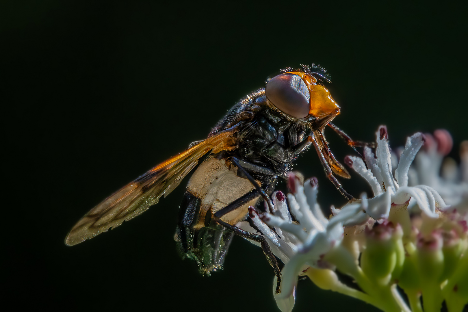 Gemeine Waldschwebfliege