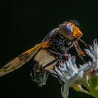 Gemeine Waldschwebfliege