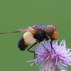 Gemeine Waldschwebfliege....