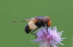 Gemeine Waldschwebfliege....