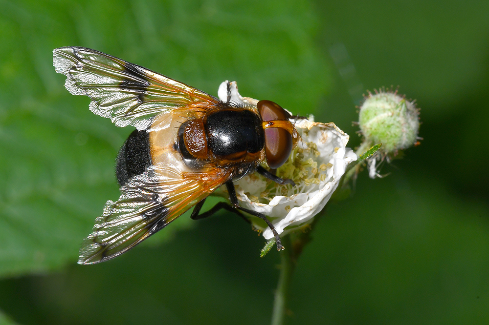  Gemeine Waldschwebfliege 