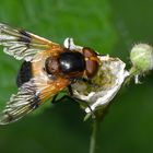  Gemeine Waldschwebfliege 