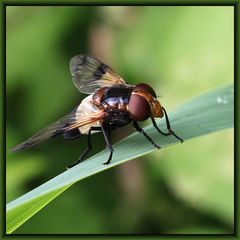 Gemeine Waldschwebfliege