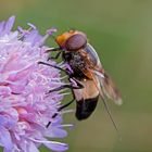 Gemeine Waldschwebfliege