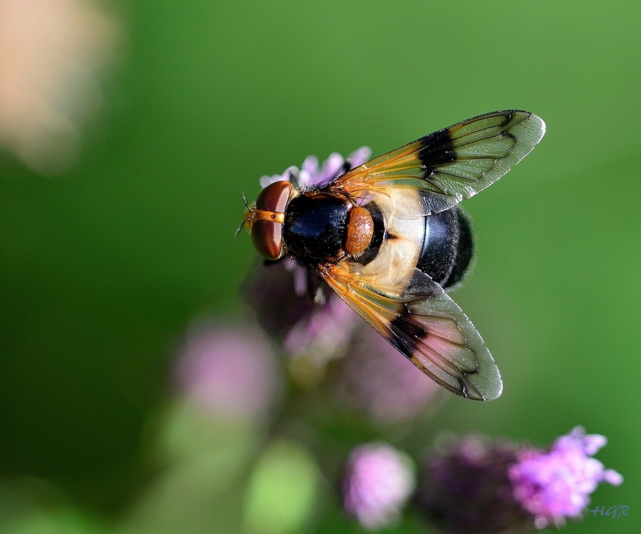 Gemeine Waldschwebfliege