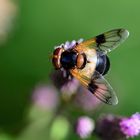 Gemeine Waldschwebfliege