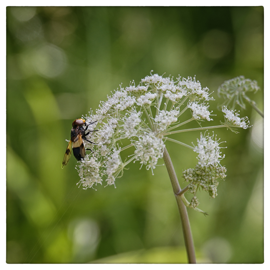 Gemeine Waldschwebfliege auf Bischofskraut zu Gast...