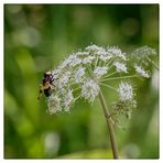 Gemeine Waldschwebfliege auf Bischofskraut zu Gast...