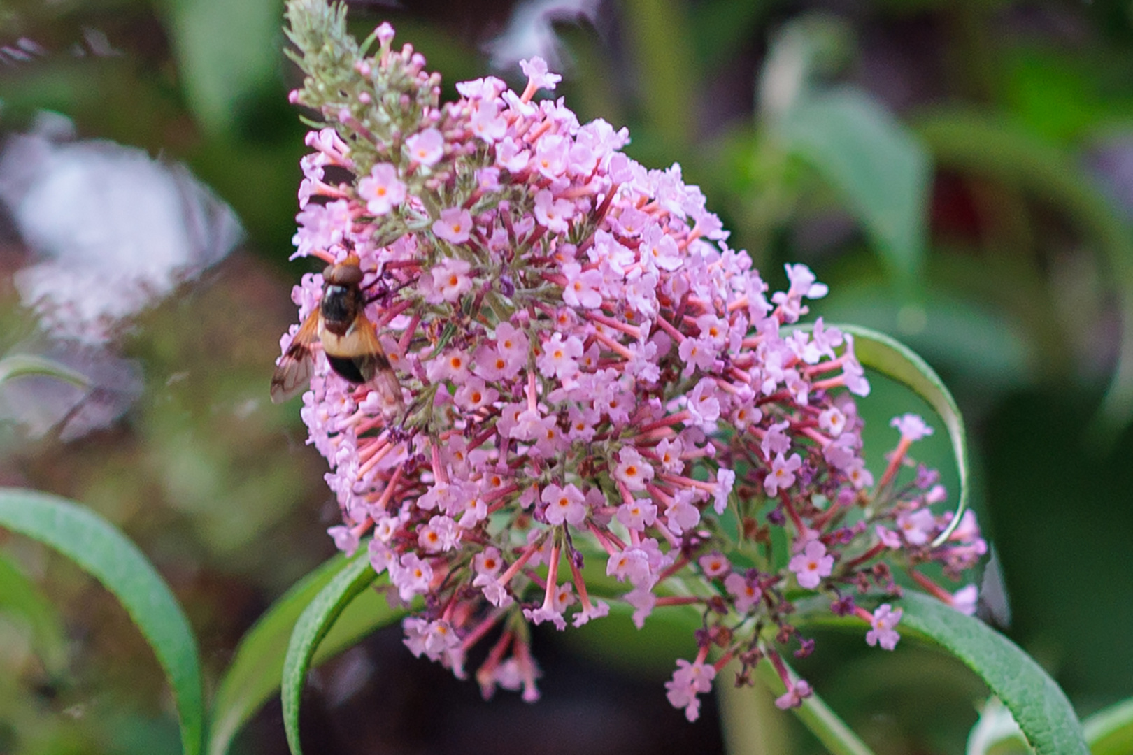 Gemeine Waldschwebfliege auf Sommerflieder