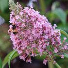 Gemeine Waldschwebfliege auf Sommerflieder