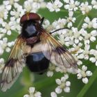 Gemeine Waldschwebfliege