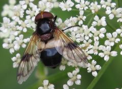 Gemeine Waldschwebfliege