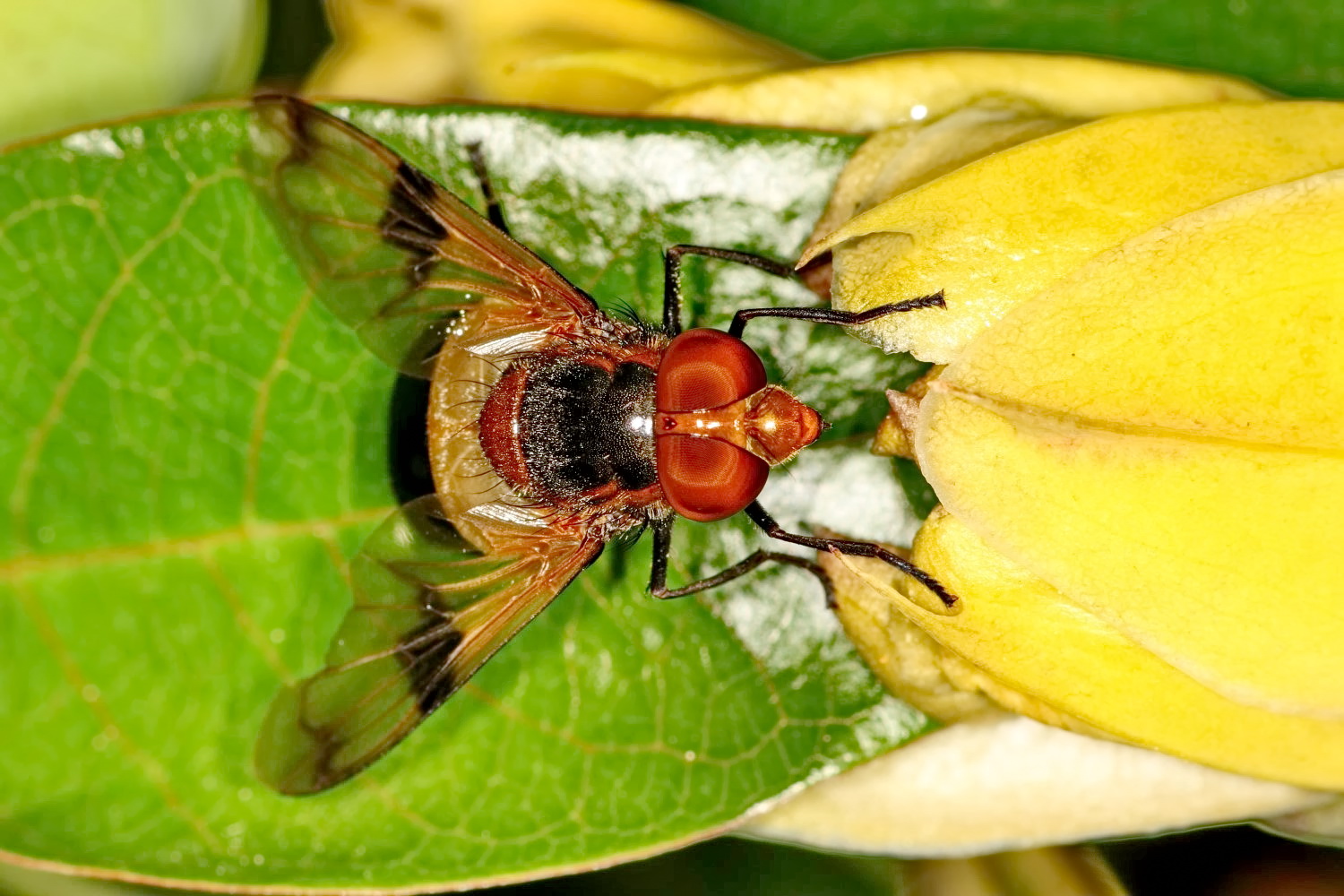 Gemeine Waldschwebfliege