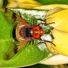 Gemeine Waldschwebfliege