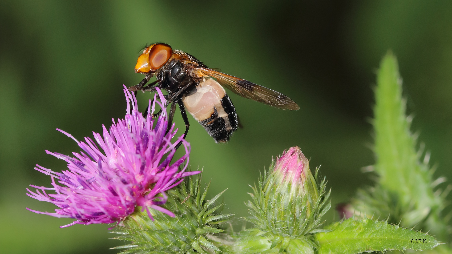 Gemeine Waldschwebfliege