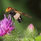 Gemeine Waldschwebfliege