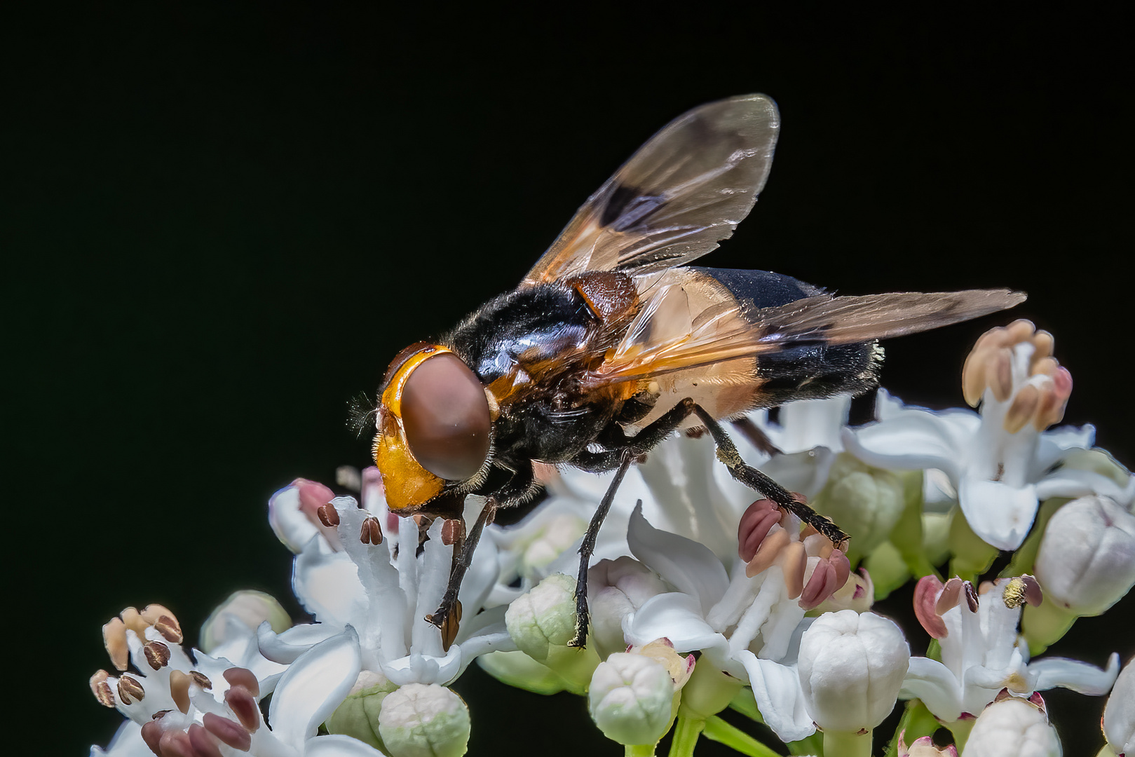 Gemeine Waldschwebfliege