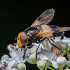 Gemeine Waldschwebfliege