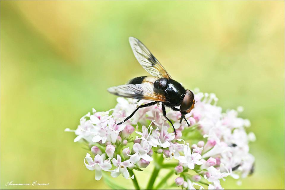 Gemeine Waldschwebfliege