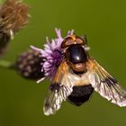 Gemeine Waldschwebfliege