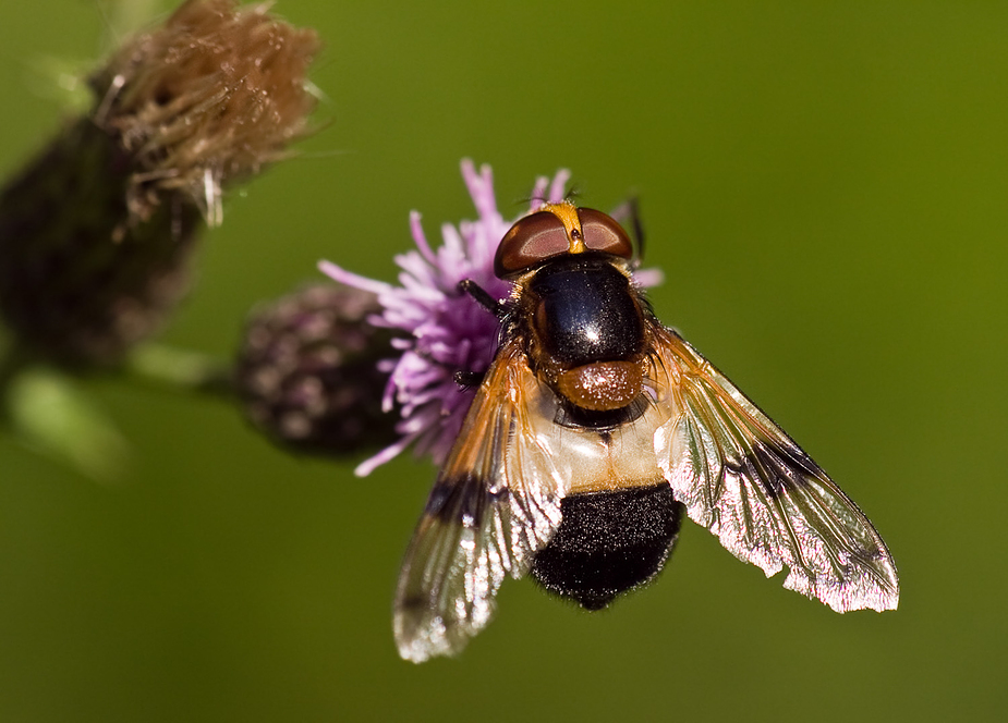 Gemeine Waldschwebfliege