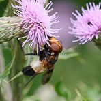 Gemeine Waldschwebfliege