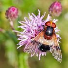 Gemeine Waldschwebfliege