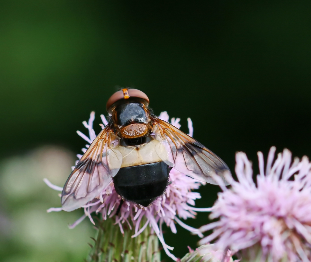 Gemeine Waldschwebfliege