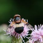 Gemeine Waldschwebfliege