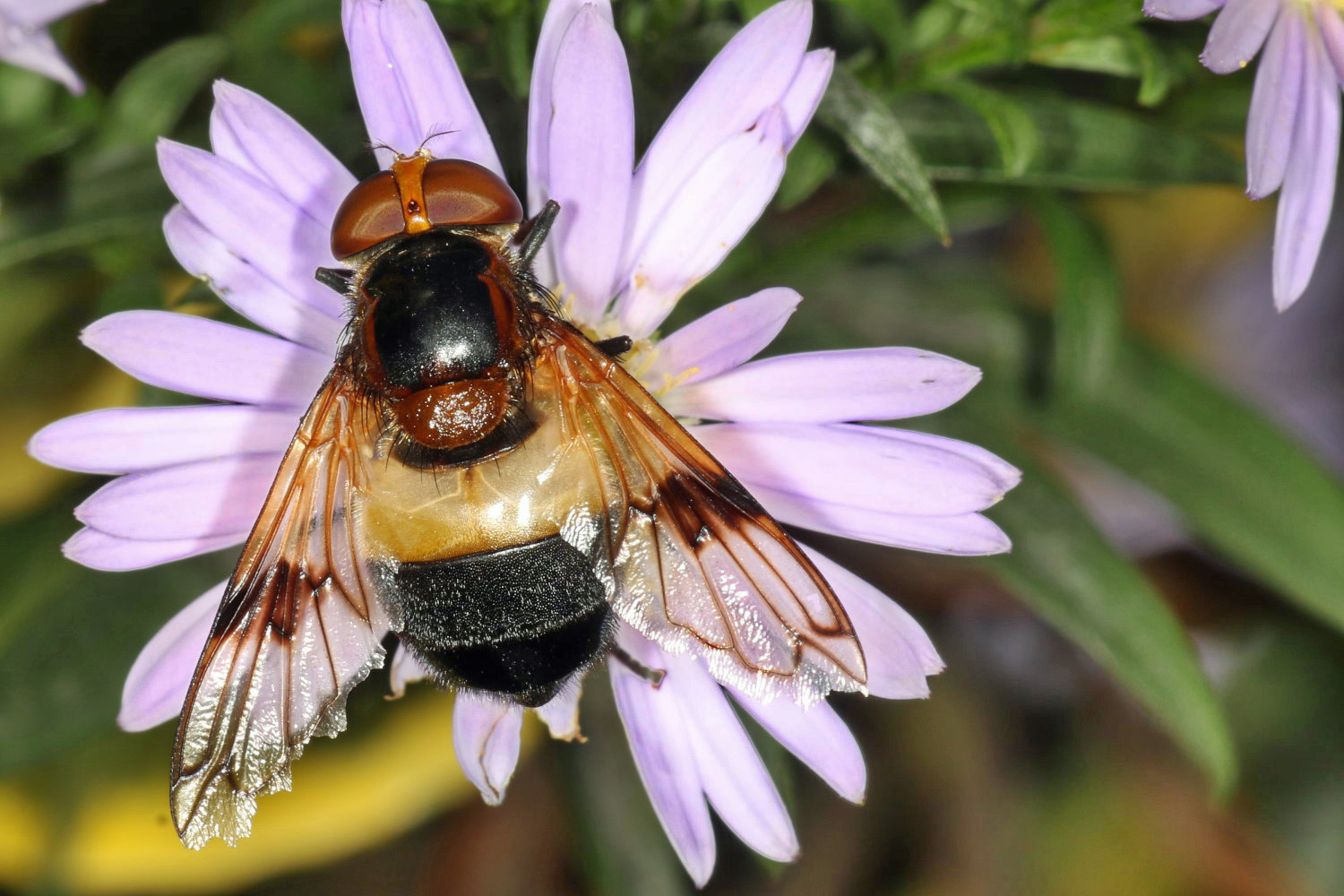 Gemeine Waldschwebfliege