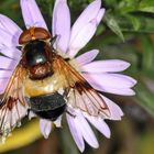 Gemeine Waldschwebfliege